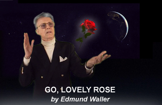 go lovely rose